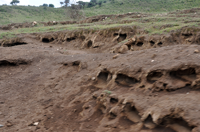 Severe soil erosion situation due to excessive grazing.