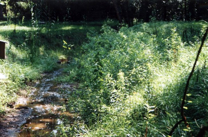 Successfully restored streambank. Use RoLanka's biodegradable erosion and sediment control products to create wildlife habitats.