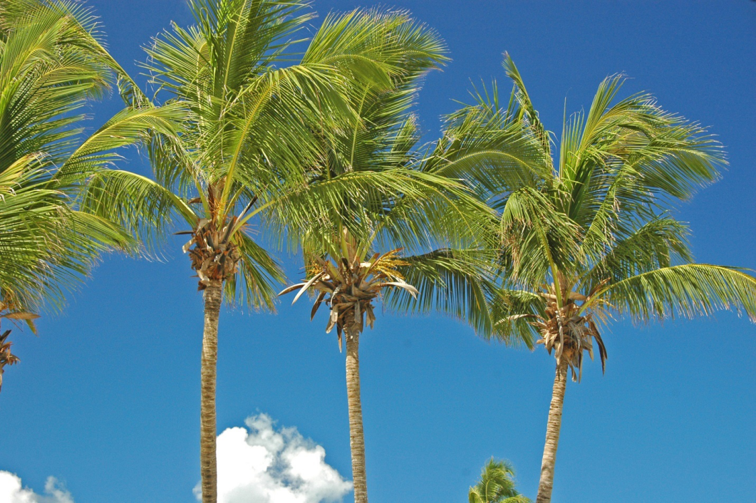 Picture showing coconut trees