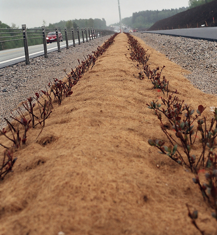 Natural weed control with coir weed control mats in highway median.