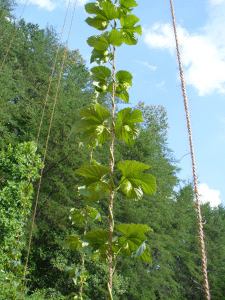 Hop plant entwined with coir twine