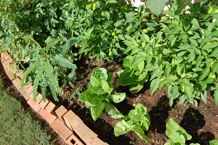 Coir potting soil