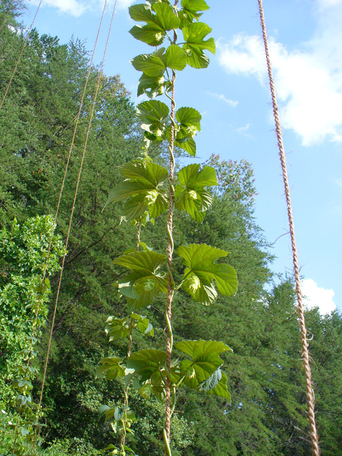 Coir hop twine supporting hop plants in a garden setting