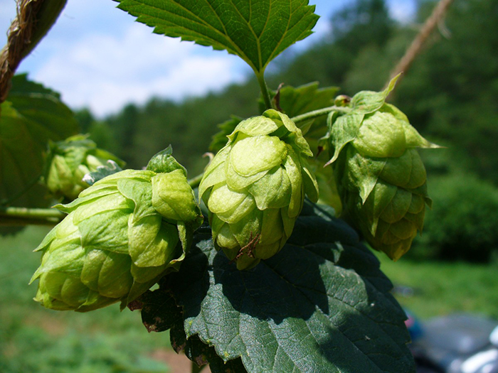 Coir hop twine supporting hop plants in a vertical garden