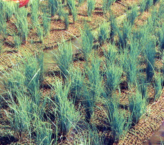 Close-up of BioD-Pillow coir pillows