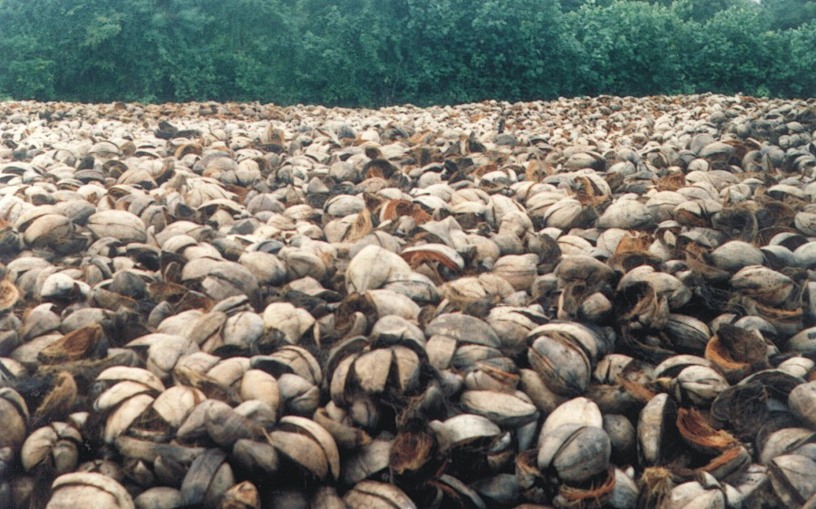 A pile of coconut husks