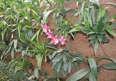 BioD-Liner from RoLanka International Inc. used for vegetation